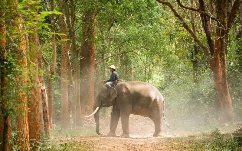 Elephant and farmer in asian countryside in Thailand - Thai elephant in Surin region